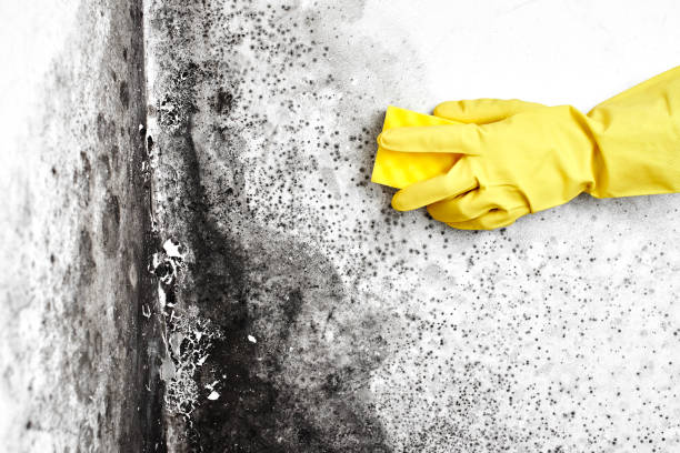 Best Air Quality Testing for Mold Spores  in O, MI