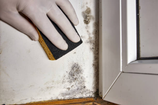 Mold Removal for HVAC Installations in Mio, MI